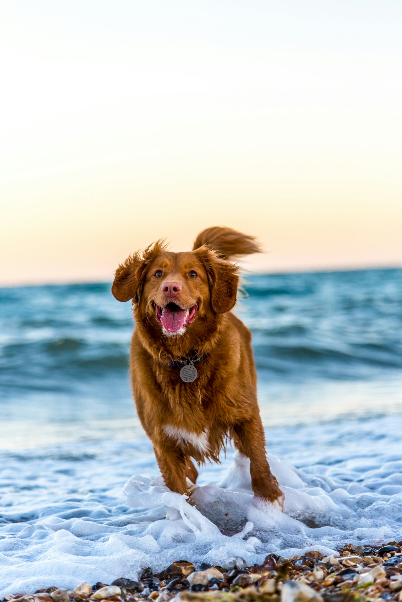 An energetic dog bounding through shallow surf at the beach