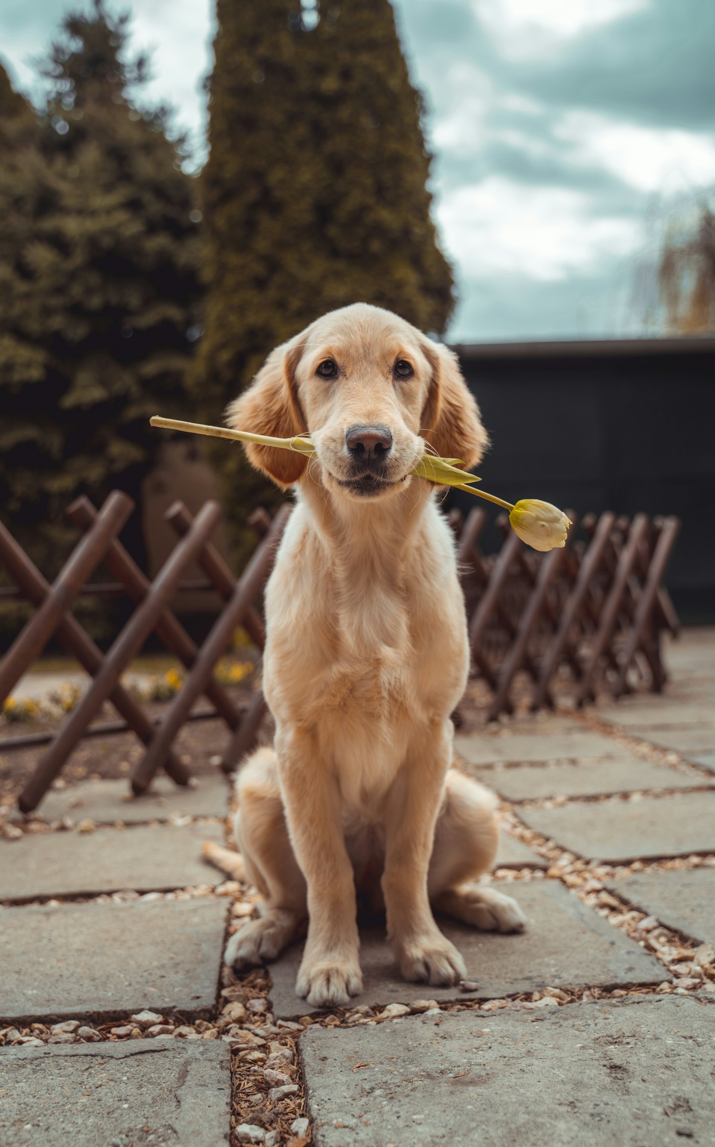 A young golden dog sitting patiently outdoors