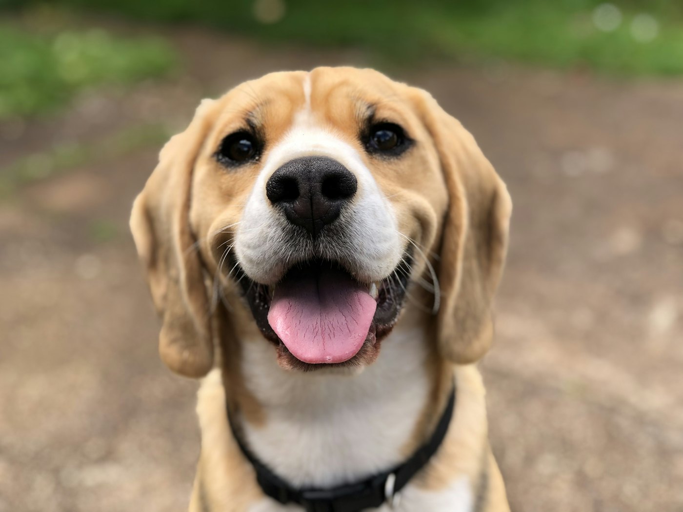 A smiling beagle sitting calmly on a park path